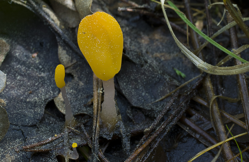 Mitrula paludosa